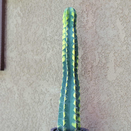 Lemaireocereus pruinosus variegata