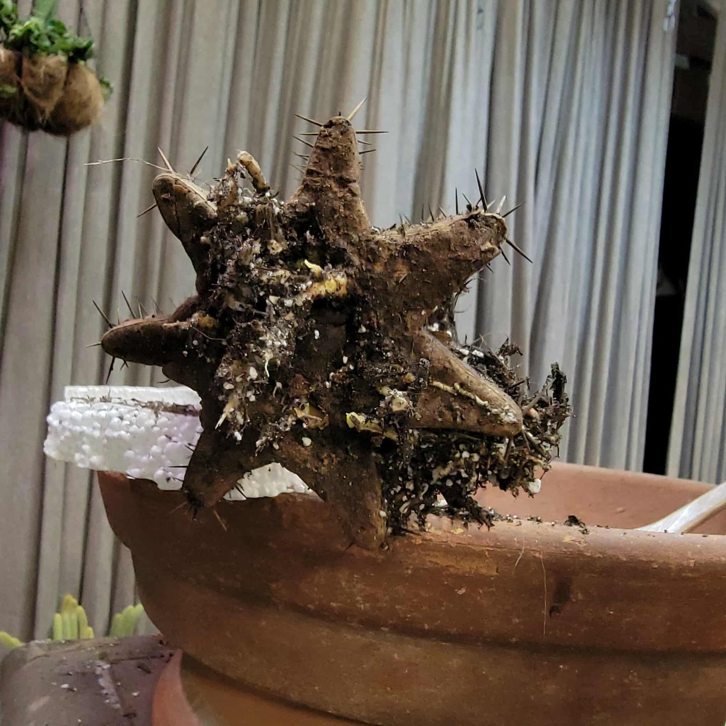 Lemaireocereus pruinosus - BIG! 3 Arms!