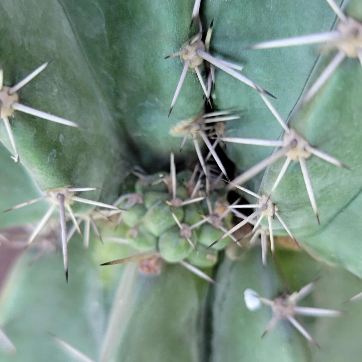 Lemaireocereus pruinosus - BIG! 3 Arms!