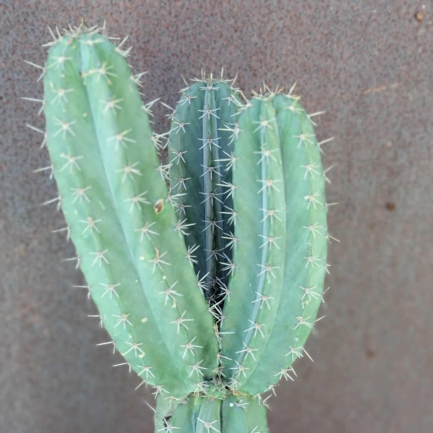 Lemaireocereus pruinosus - BIG! 3 Arms!