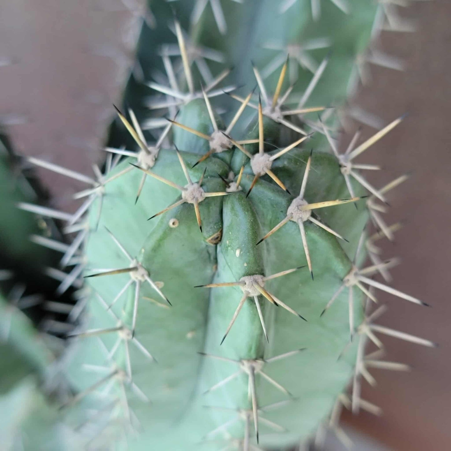 Lemaireocereus pruinosus - BIG! 3 Arms!