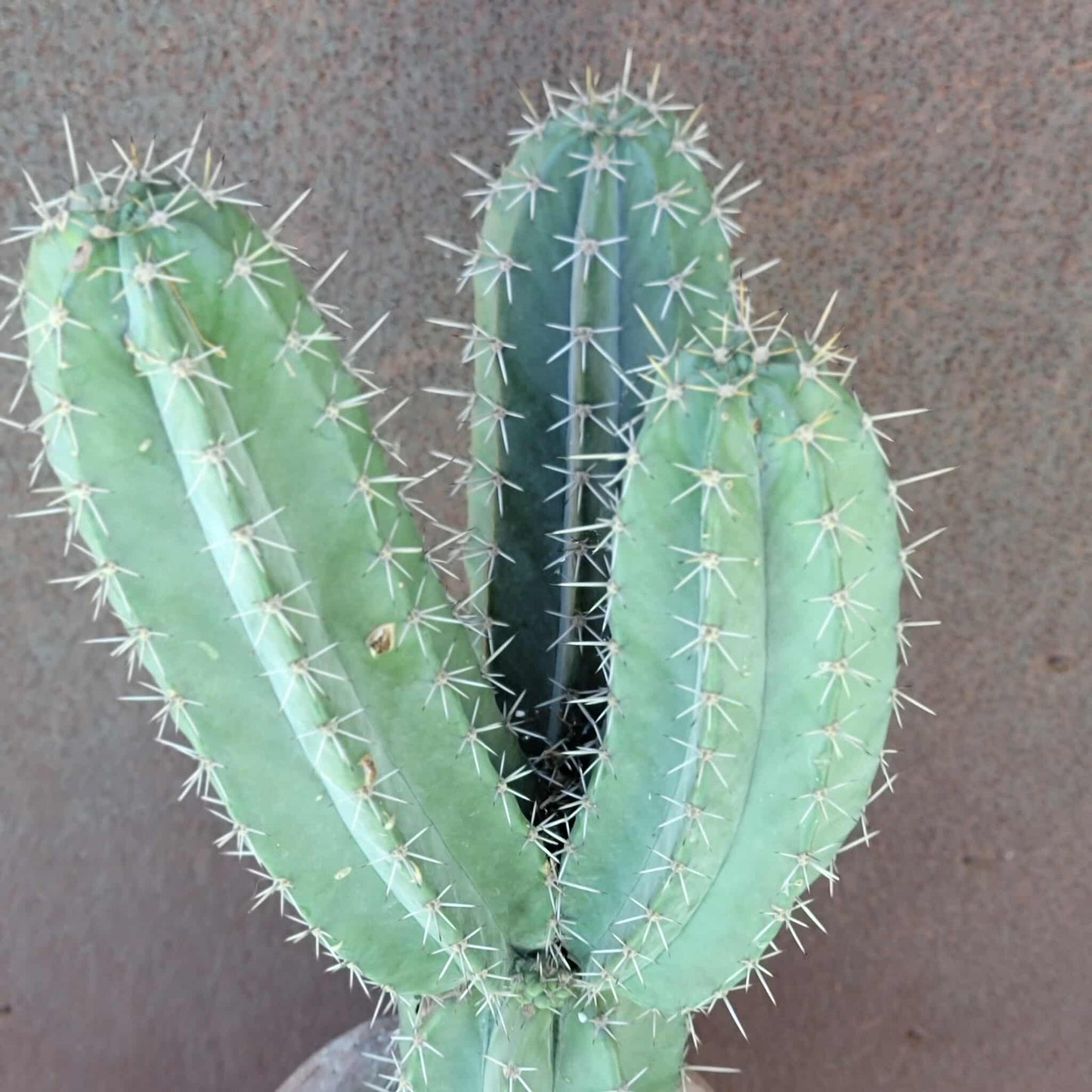 Lemaireocereus pruinosus - BIG! 3 Arms!