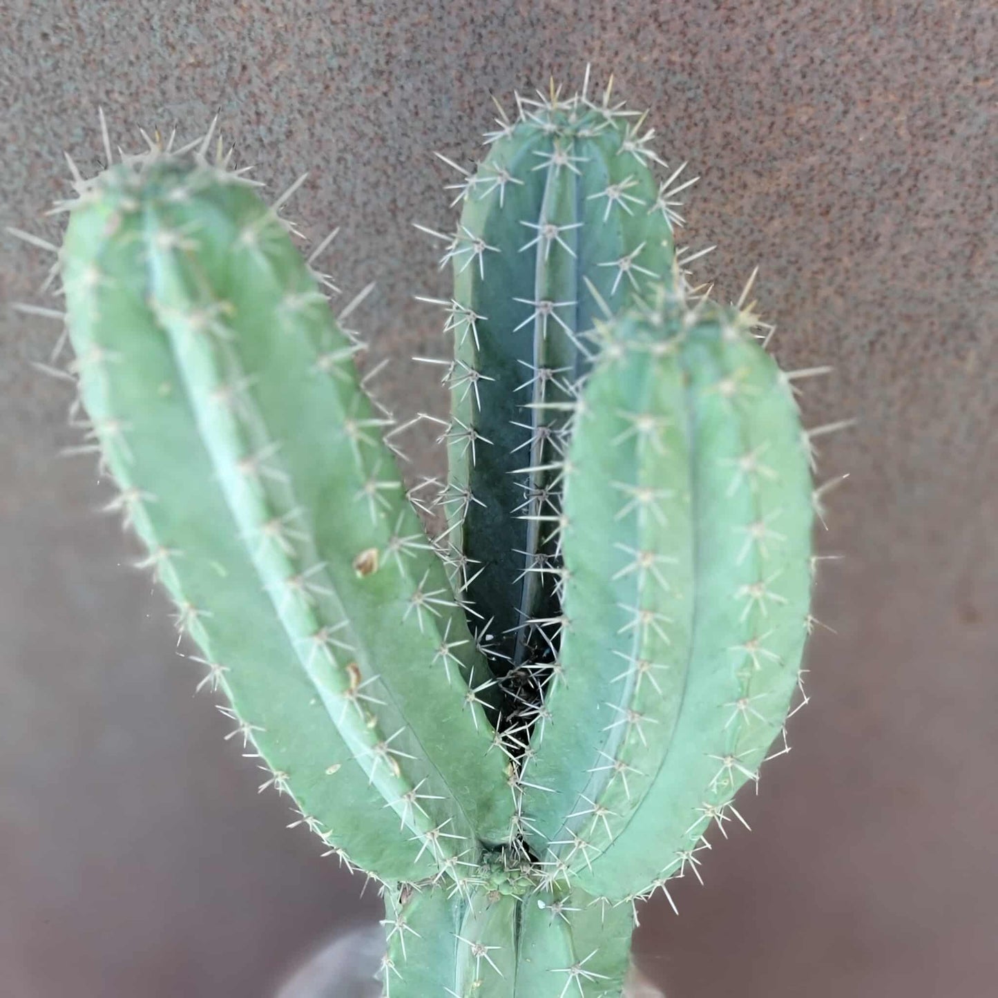 Lemaireocereus pruinosus - BIG! 3 Arms!