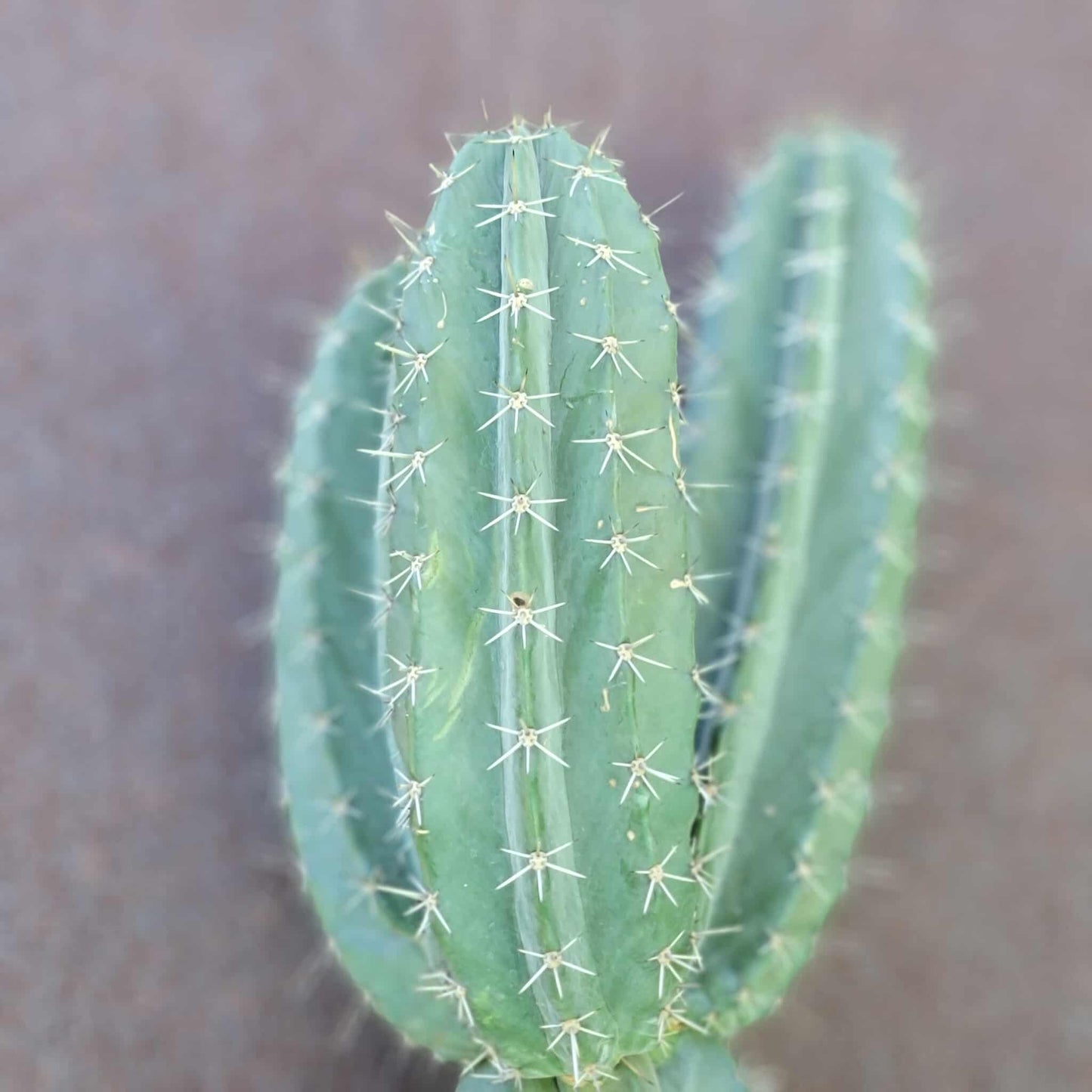 Lemaireocereus pruinosus - BIG! 3 Arms!