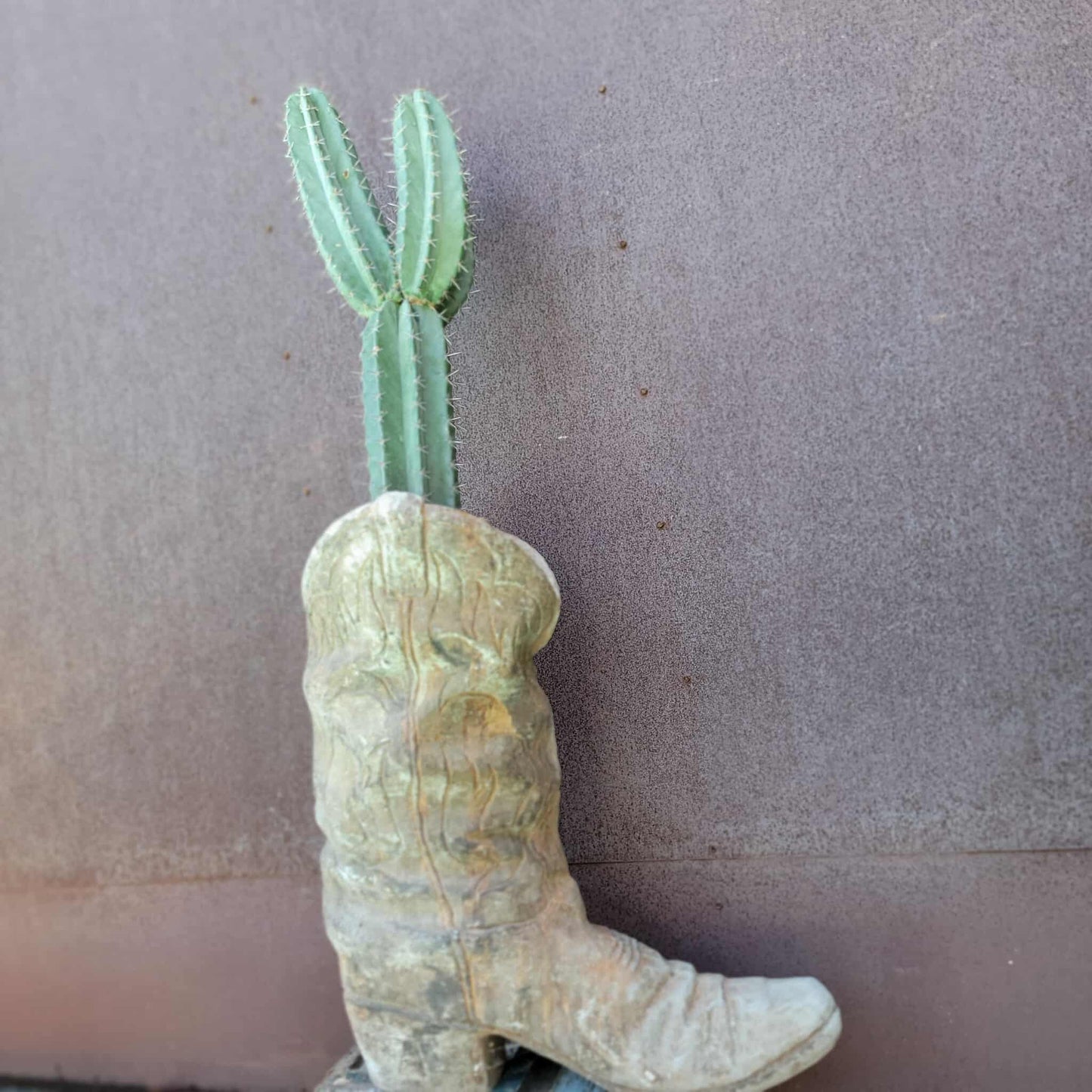 Lemaireocereus pruinosus - BIG! 3 Arms!