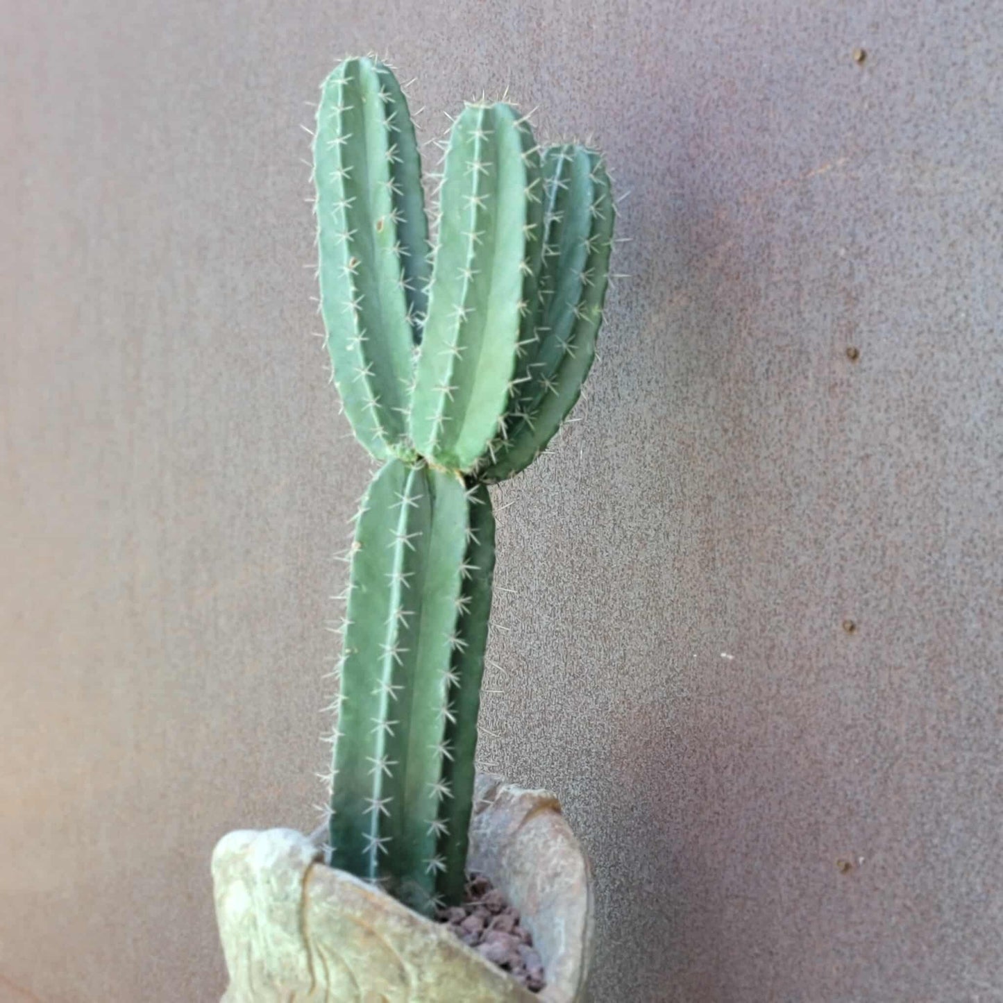 Lemaireocereus pruinosus - BIG! 3 Arms!