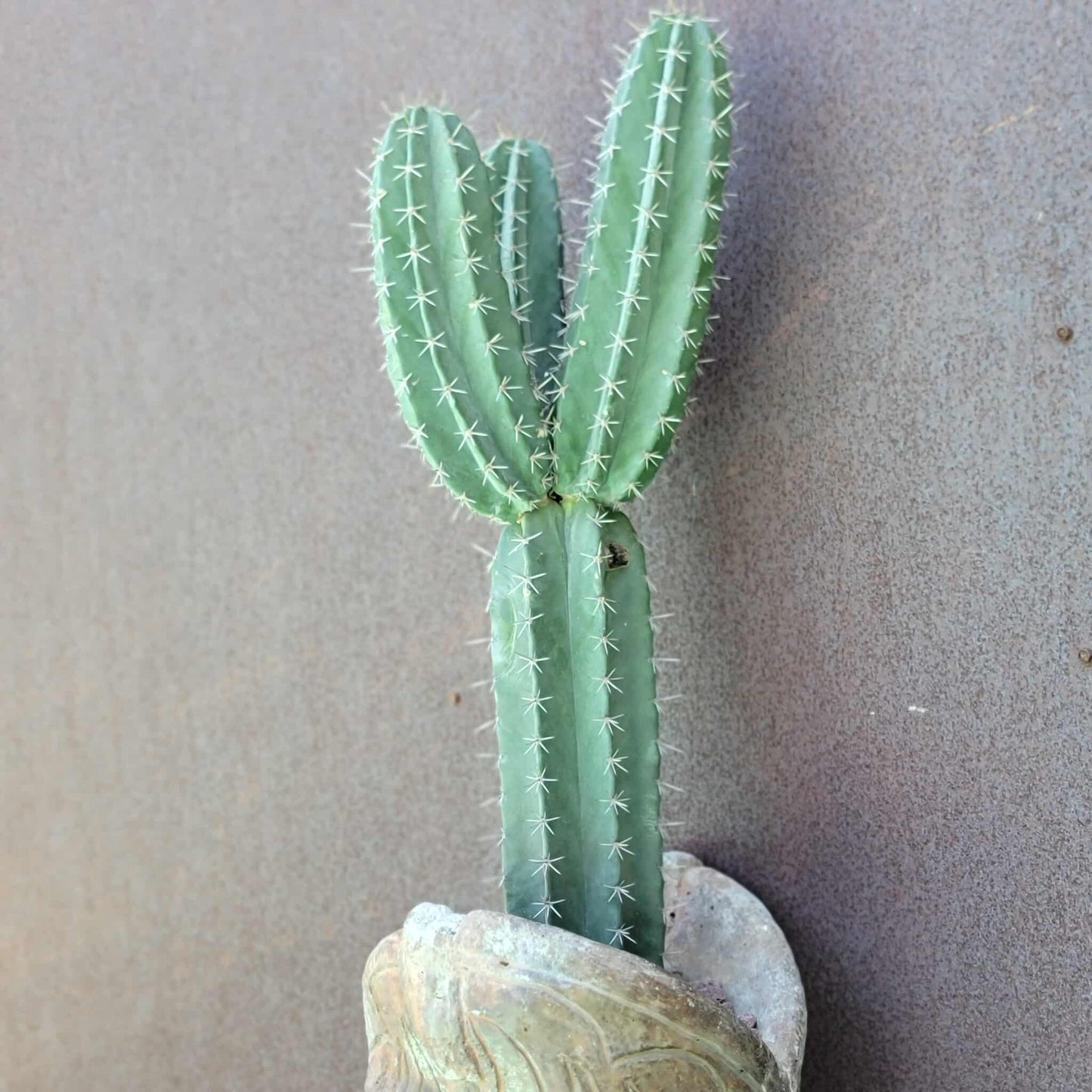 Lemaireocereus pruinosus - BIG! 3 Arms!