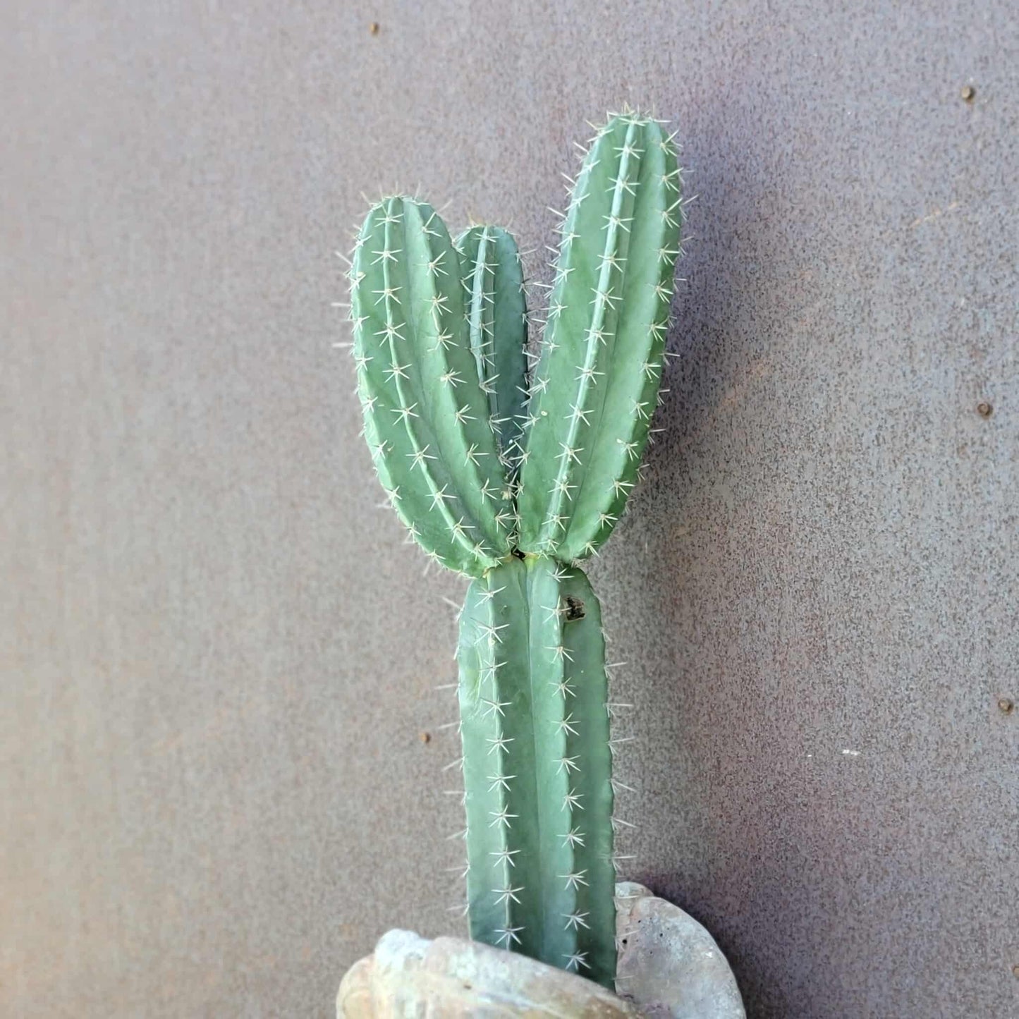 Lemaireocereus pruinosus - BIG! 3 Arms!