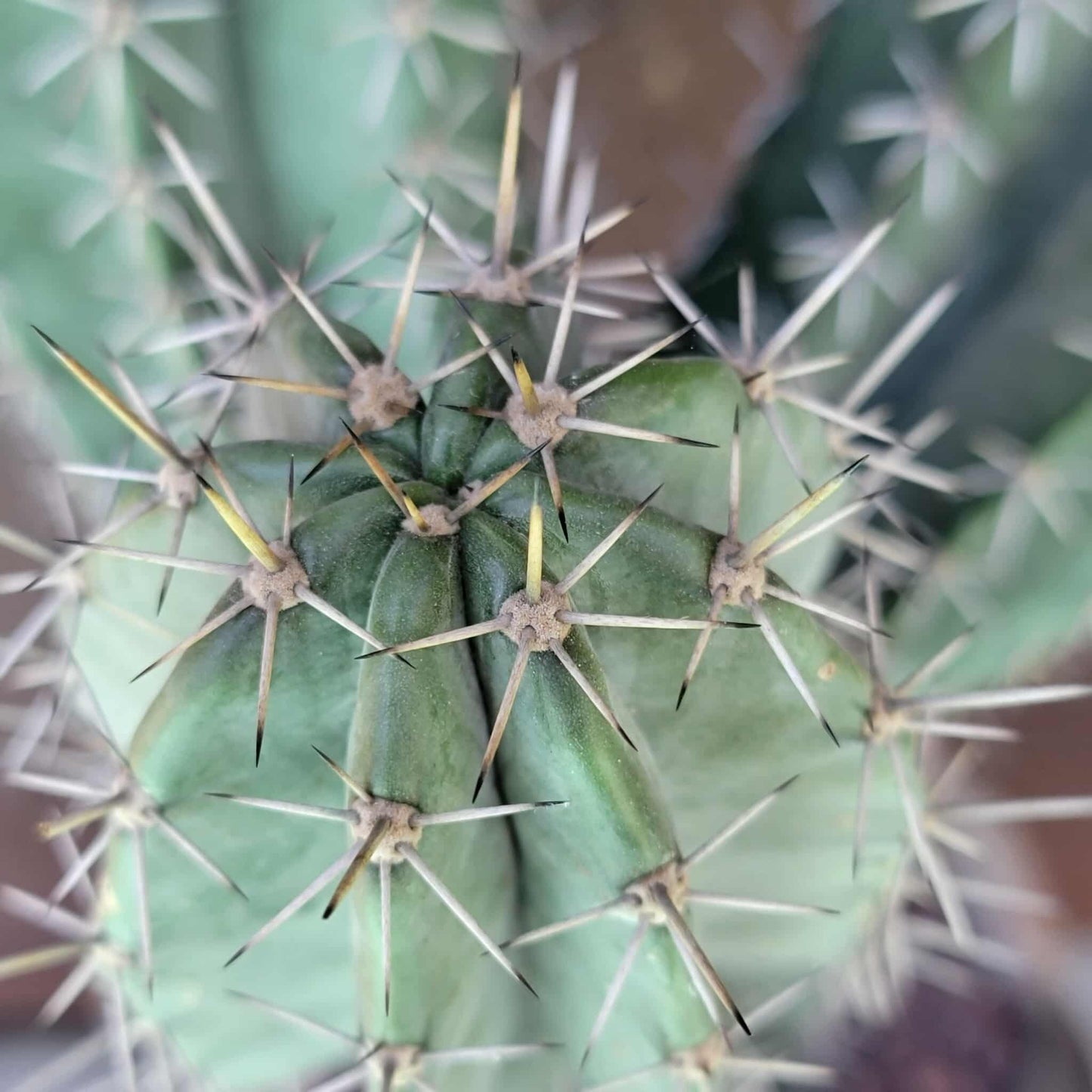 Lemaireocereus pruinosus - BIG! 3 Arms!