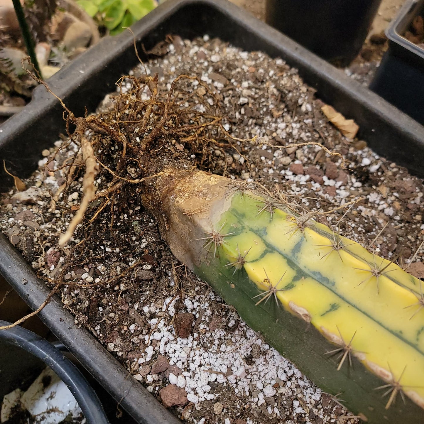 Lemaireocereus pruinosus variegata - HUGE! 4 Feet Tall!