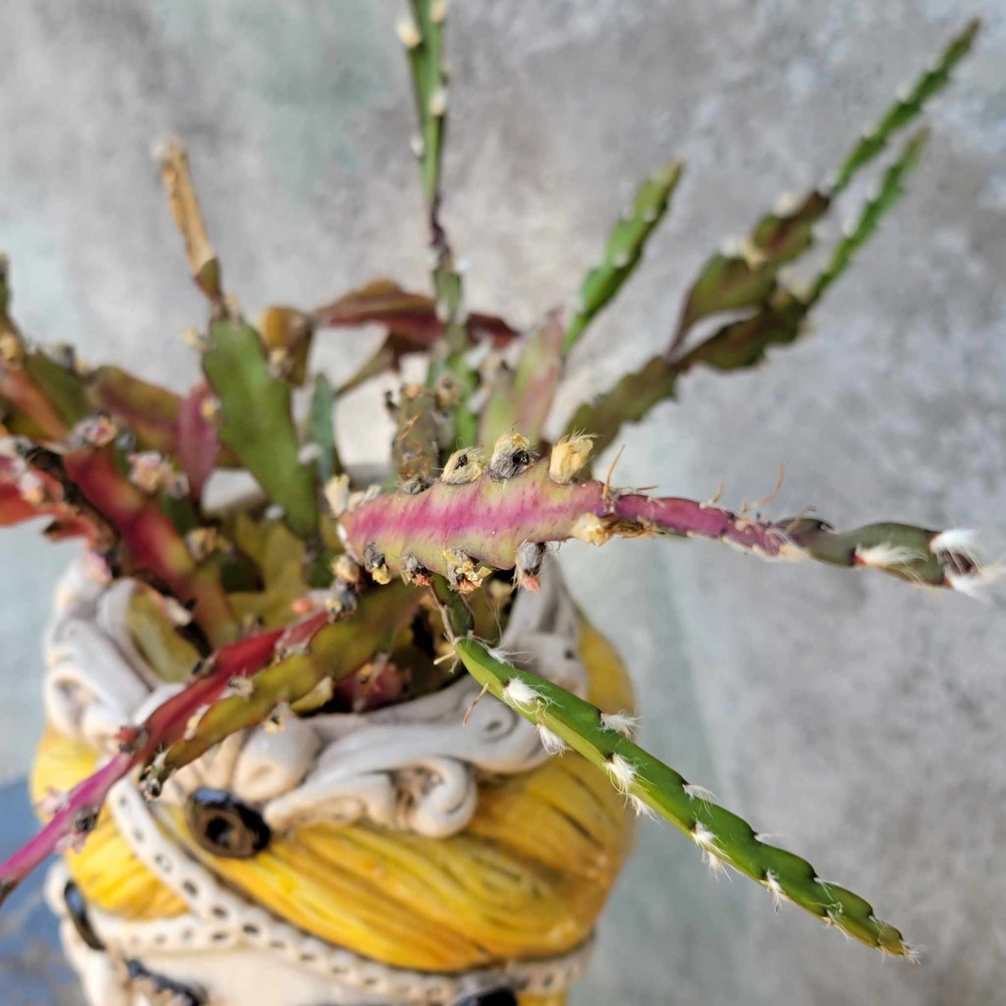 Lepismium cruciform - Hurricane Cactus