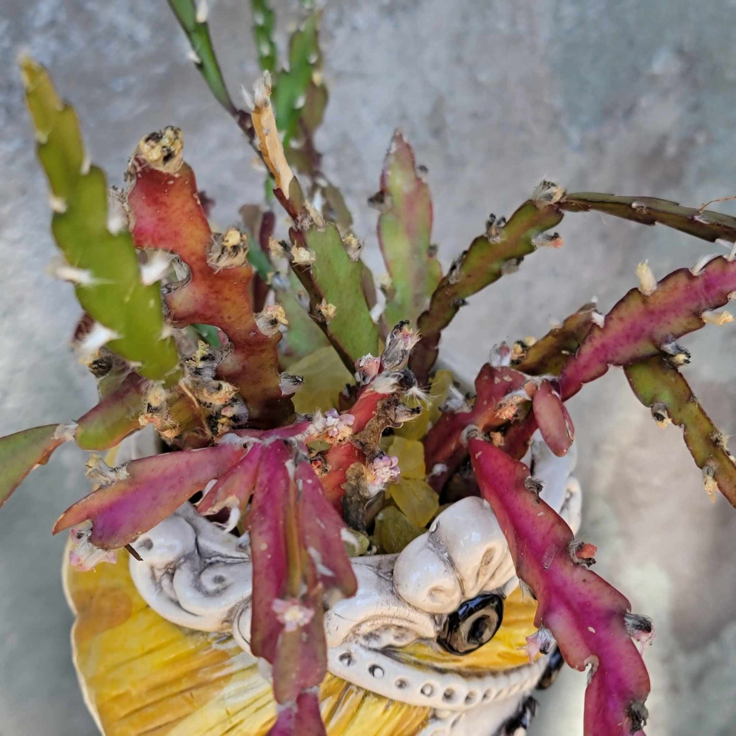 Lepismium cruciform - Hurricane Cactus