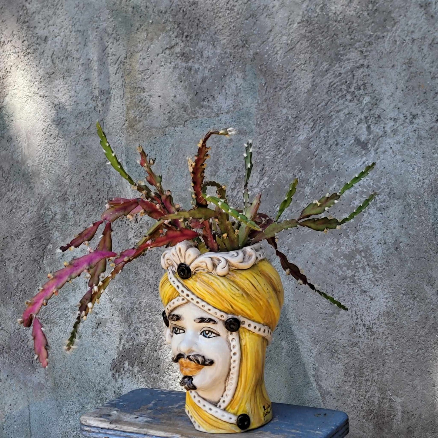 Lepismium cruciform - Hurricane Cactus