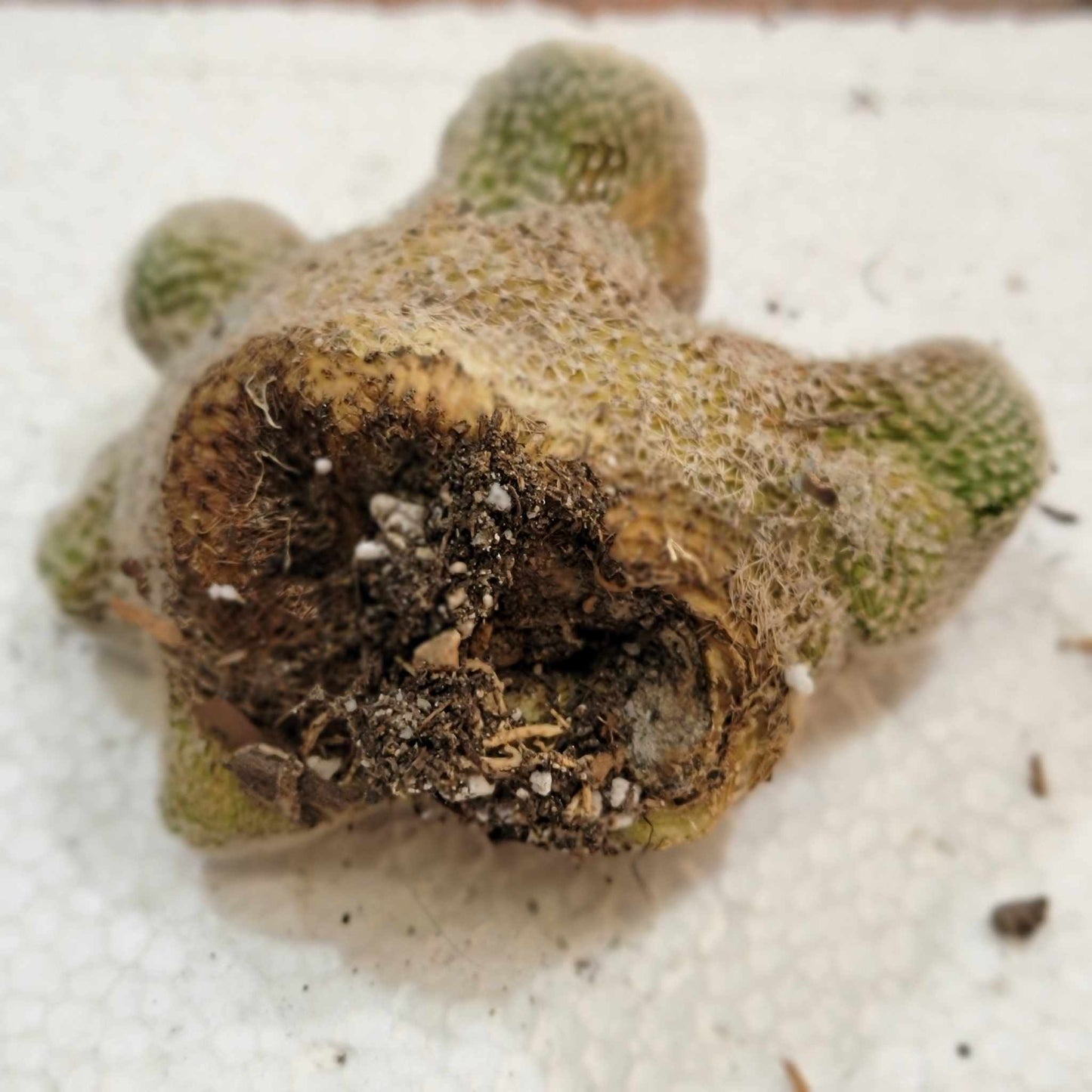 Lobivia albolanata f. cristata