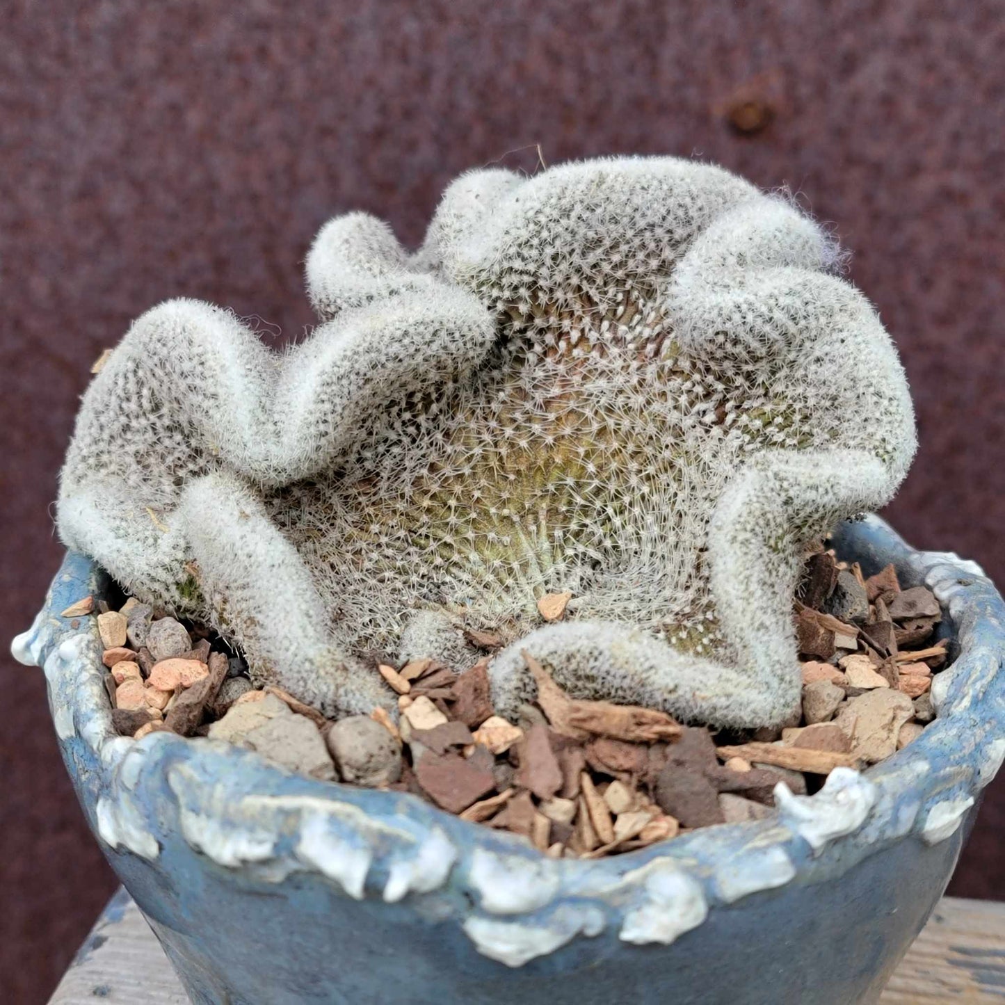 Lobivia albolanata f. cristata