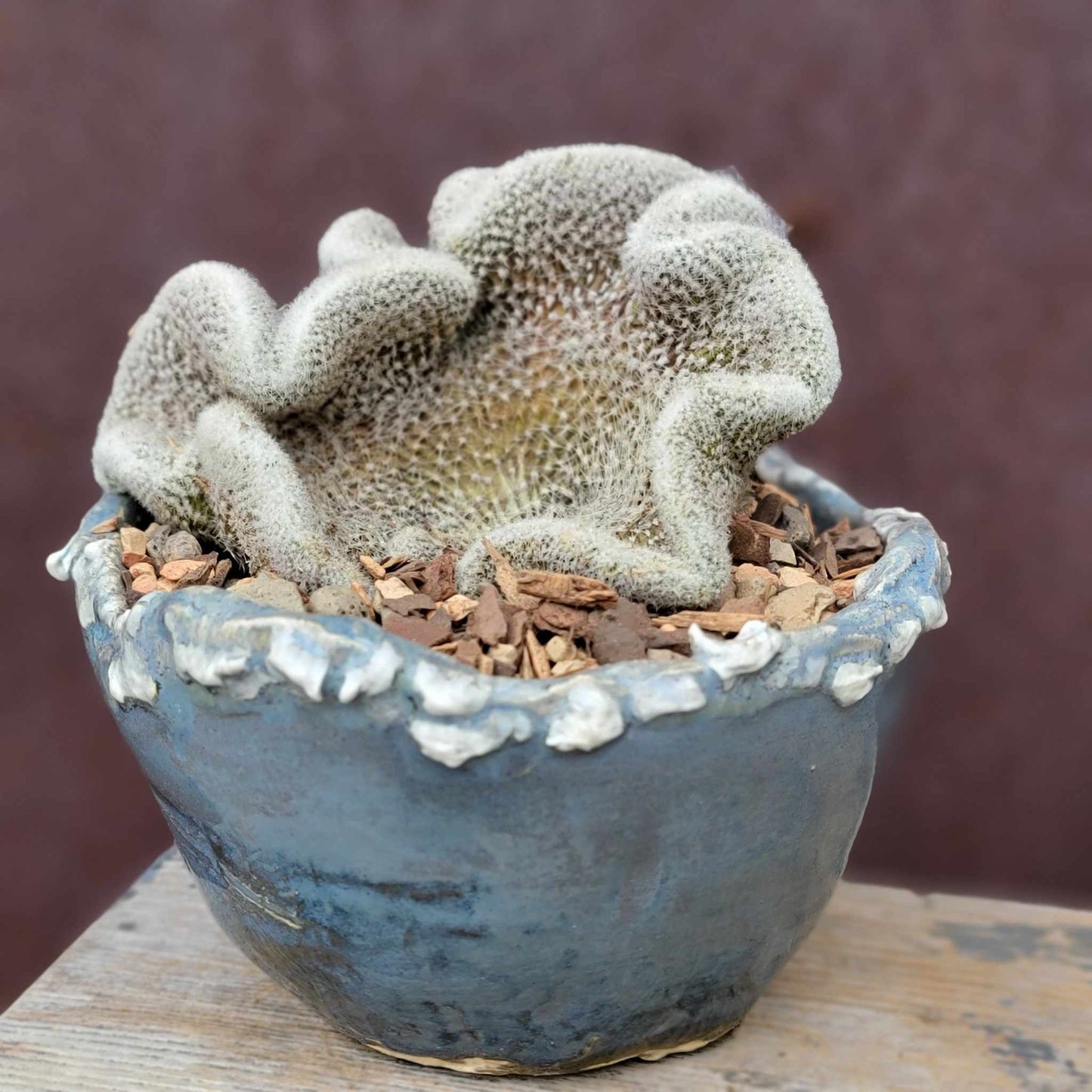 Lobivia albolanata f. cristata