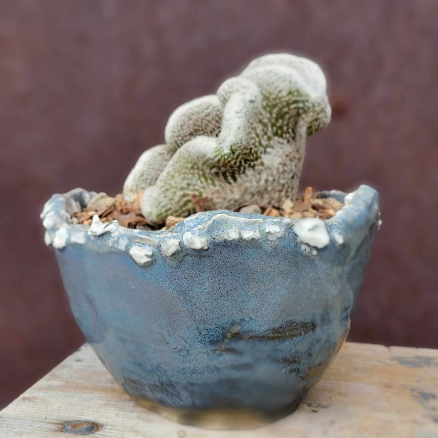 Lobivia albolanata f. cristata