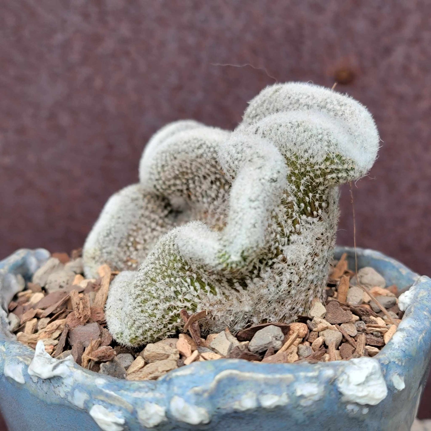 Lobivia albolanata f. cristata
