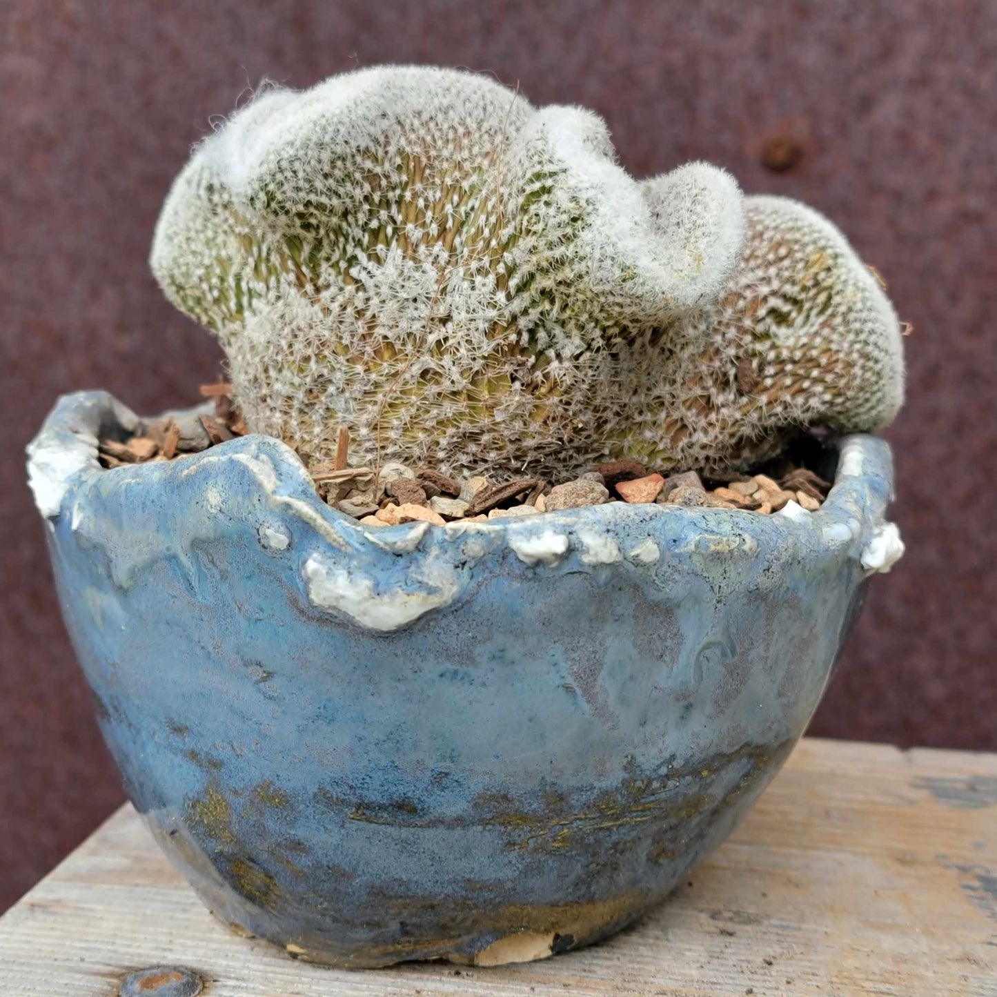Lobivia albolanata f. cristata