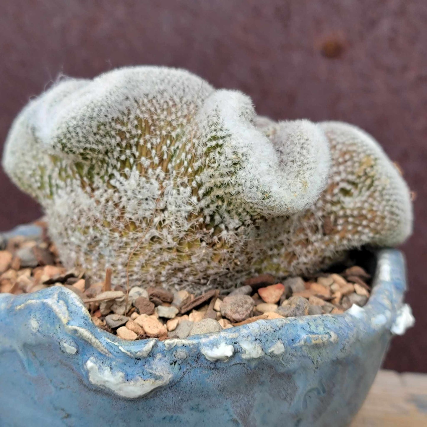 Lobivia albolanata f. cristata