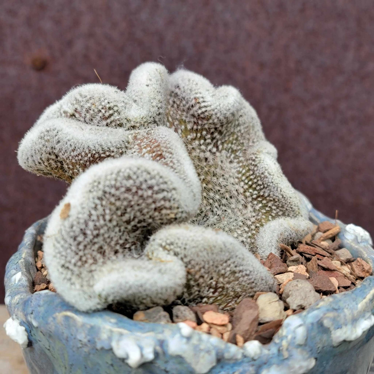 Lobivia albolanata f. cristata