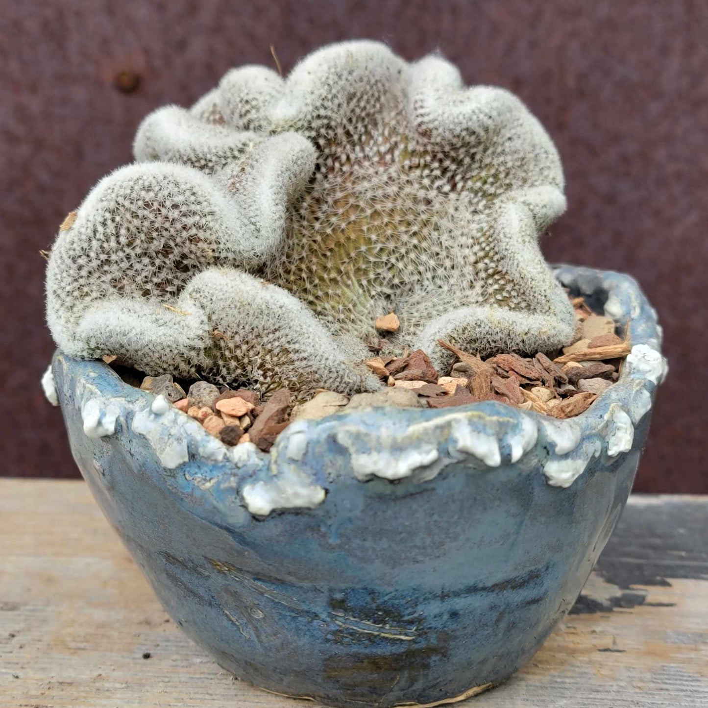 Lobivia albolanata f. cristata