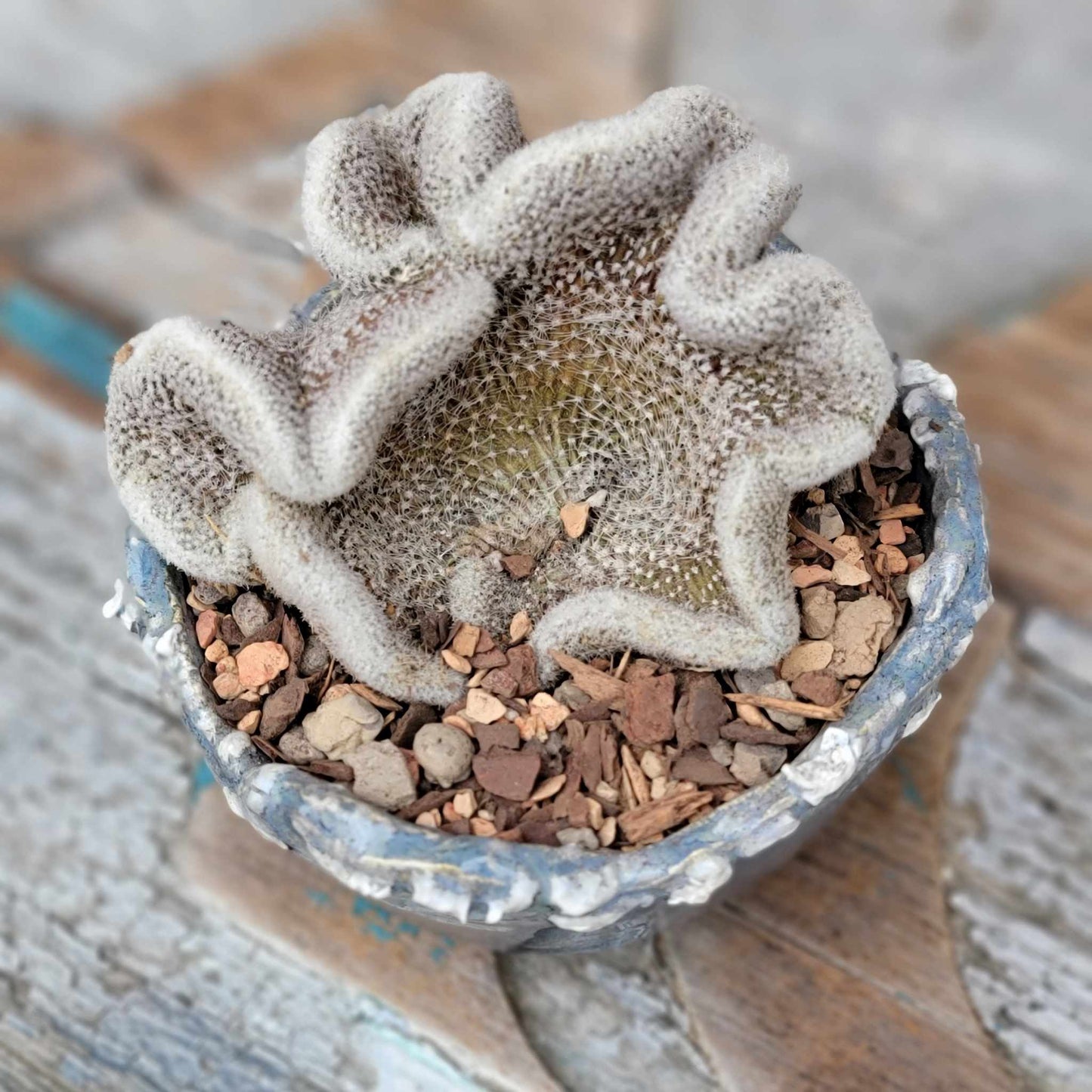 Lobivia albolanata f. cristata