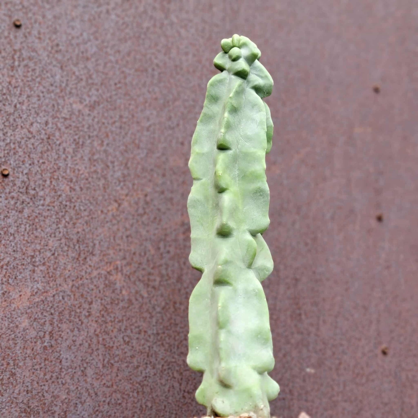 Lophocereus schottii var. monstrose - Totem Pole Cactus - 14 in.