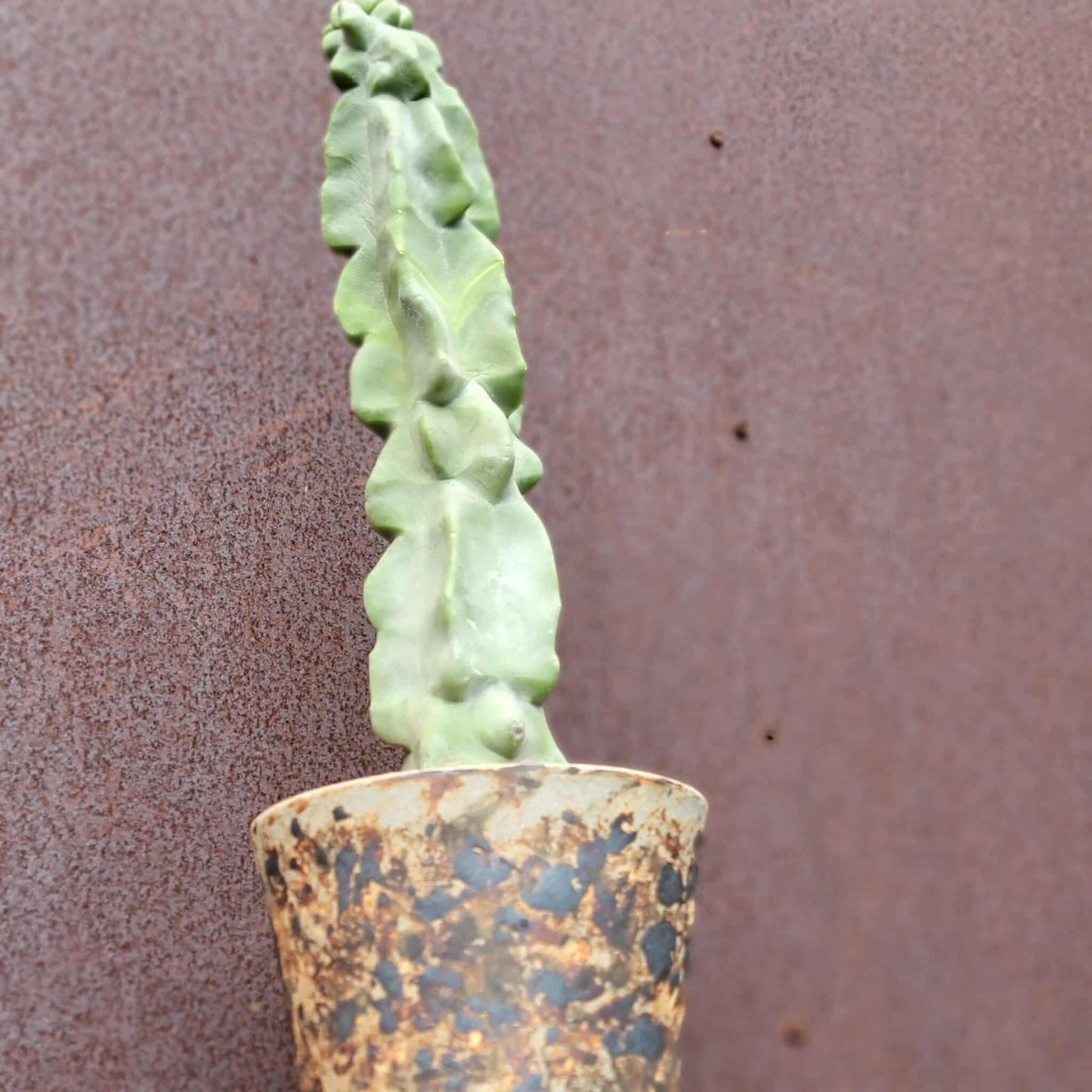 Lophocereus schottii var. monstrose - Totem Pole Cactus - 14 in.