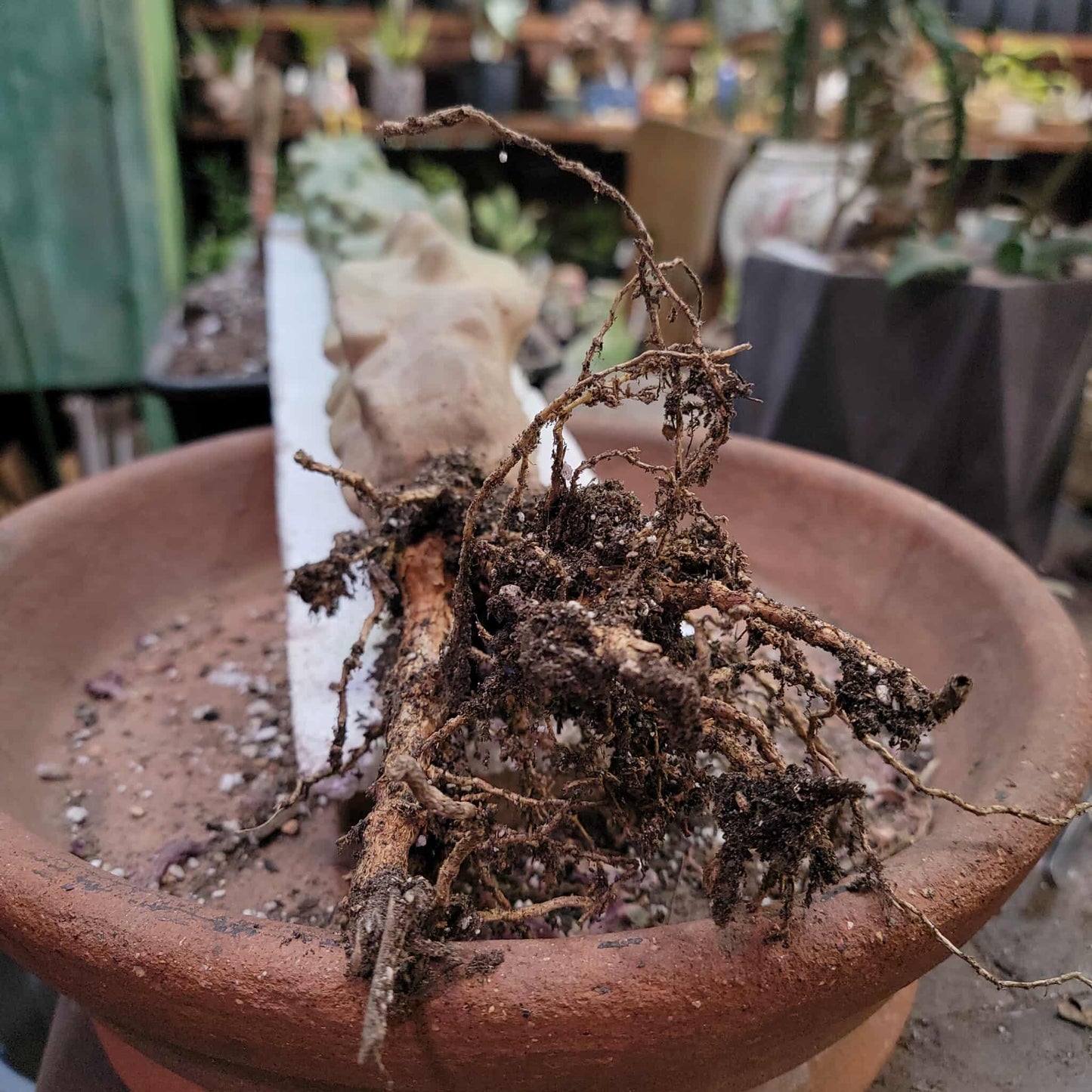 Lophocereus schottii var. monstrose - Totem Pole Cactus - 38" Tall
