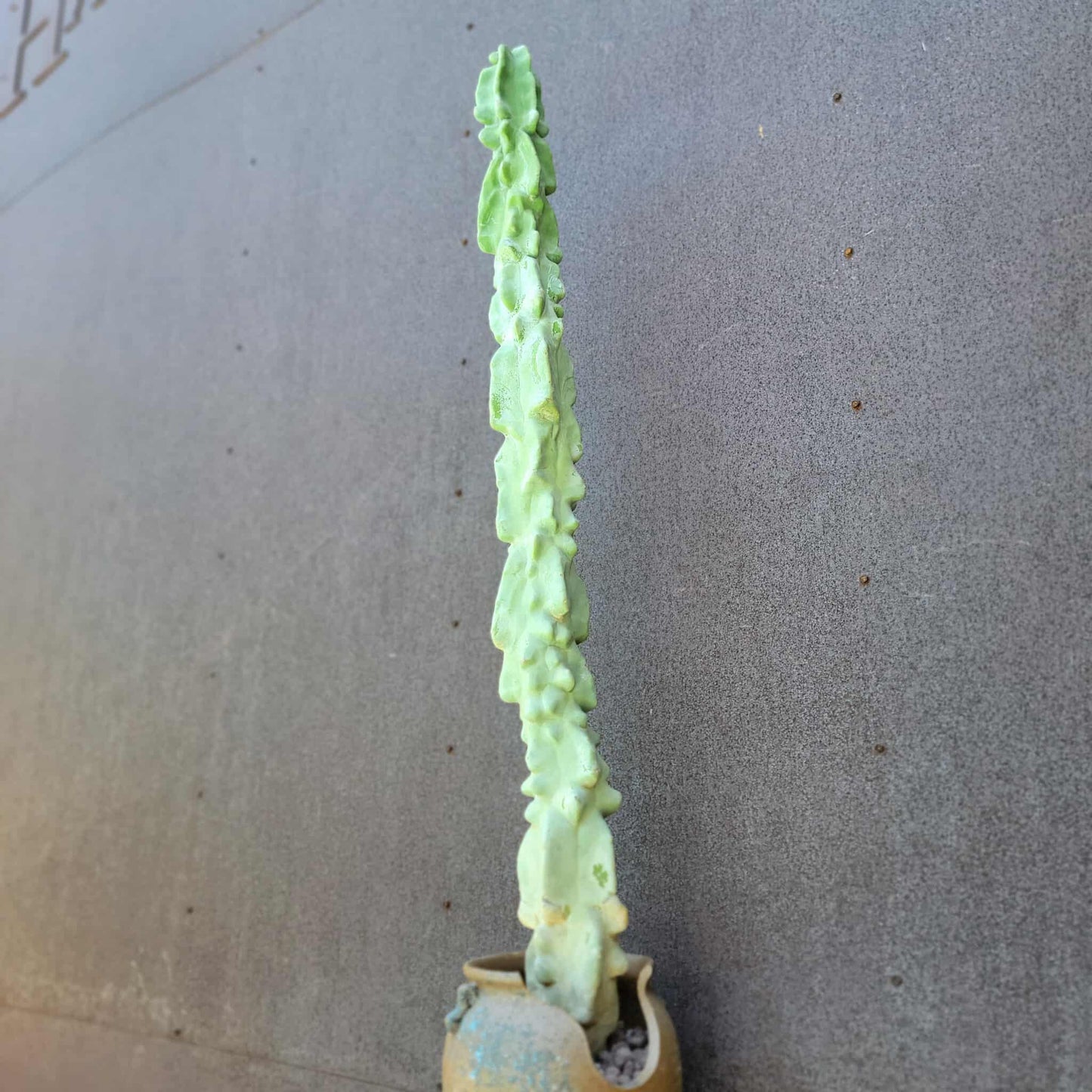 Lophocereus schottii var. monstrose - Totem Pole Cactus - 38" Tall