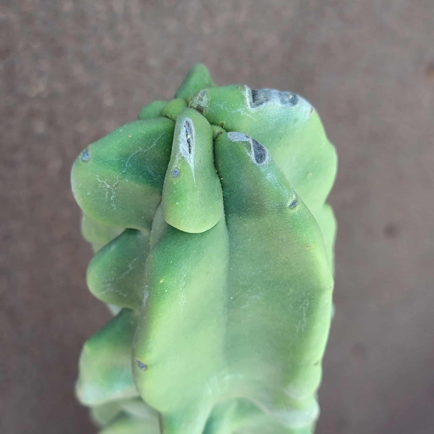 Lophocereus schottii var. monstrose - Totem Pole Cactus - 38" Tall