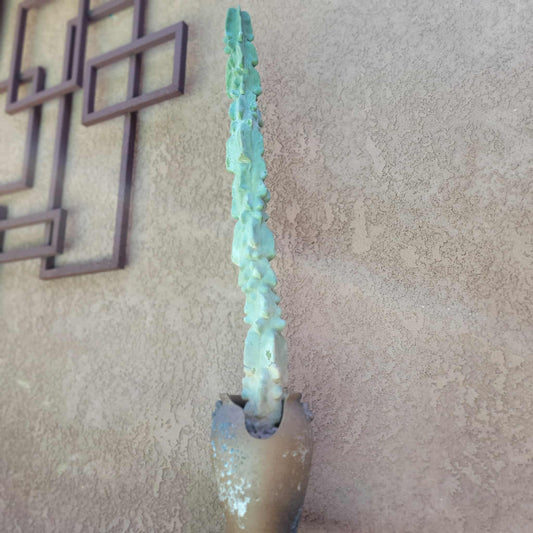 Lophocereus schottii var. monstrose - Totem Pole Cactus - 38" Tall