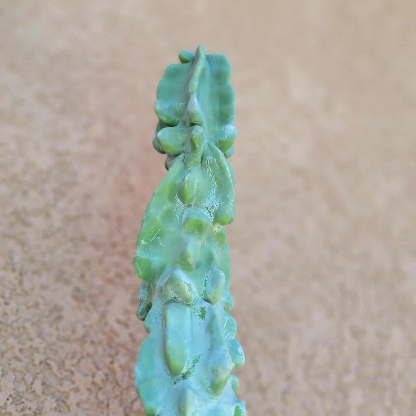 Lophocereus schottii var. monstrose - Totem Pole Cactus - 38" Tall