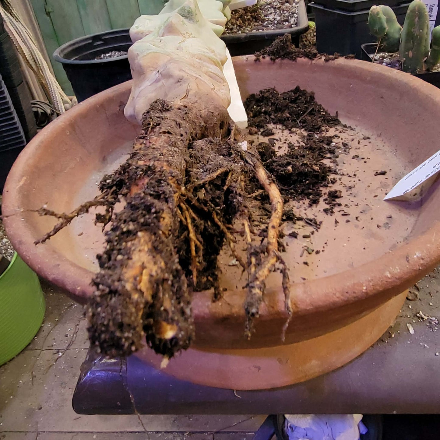 Lophocereus schottii var. monstrose - Totem Pole Cactus - 3 Feet Tall