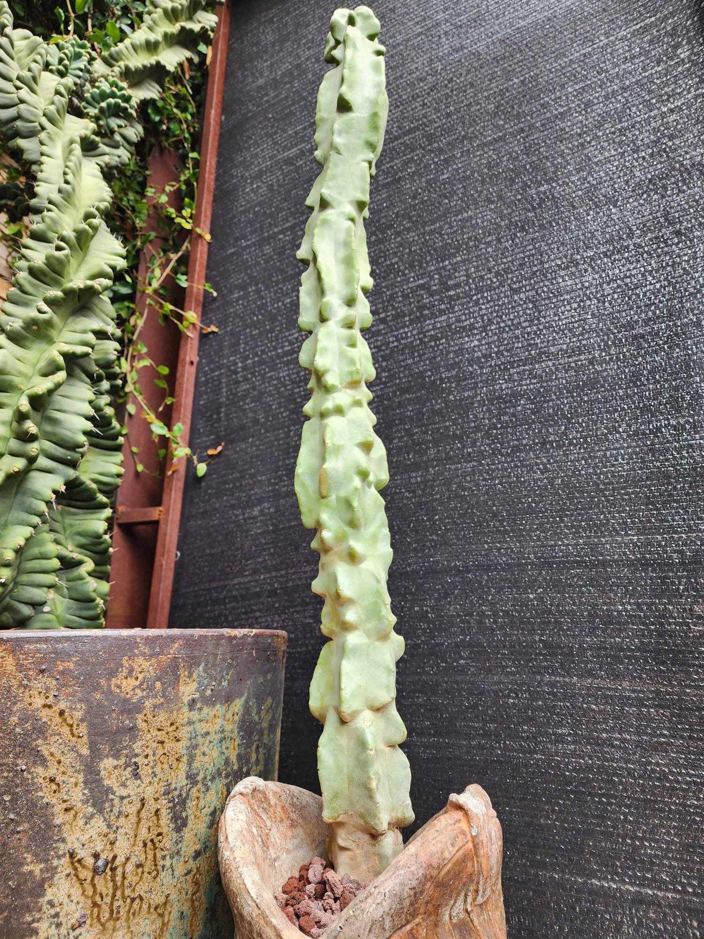 Lophocereus schottii var. monstrose - Totem Pole Cactus - 40 Tall! Huge!