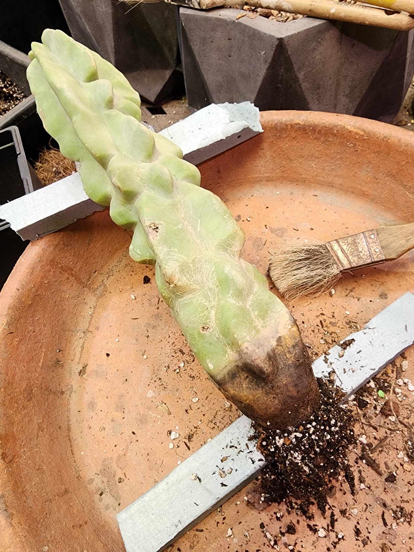 Lophocereus schottii var. monstrose - Totem Pole Cactus