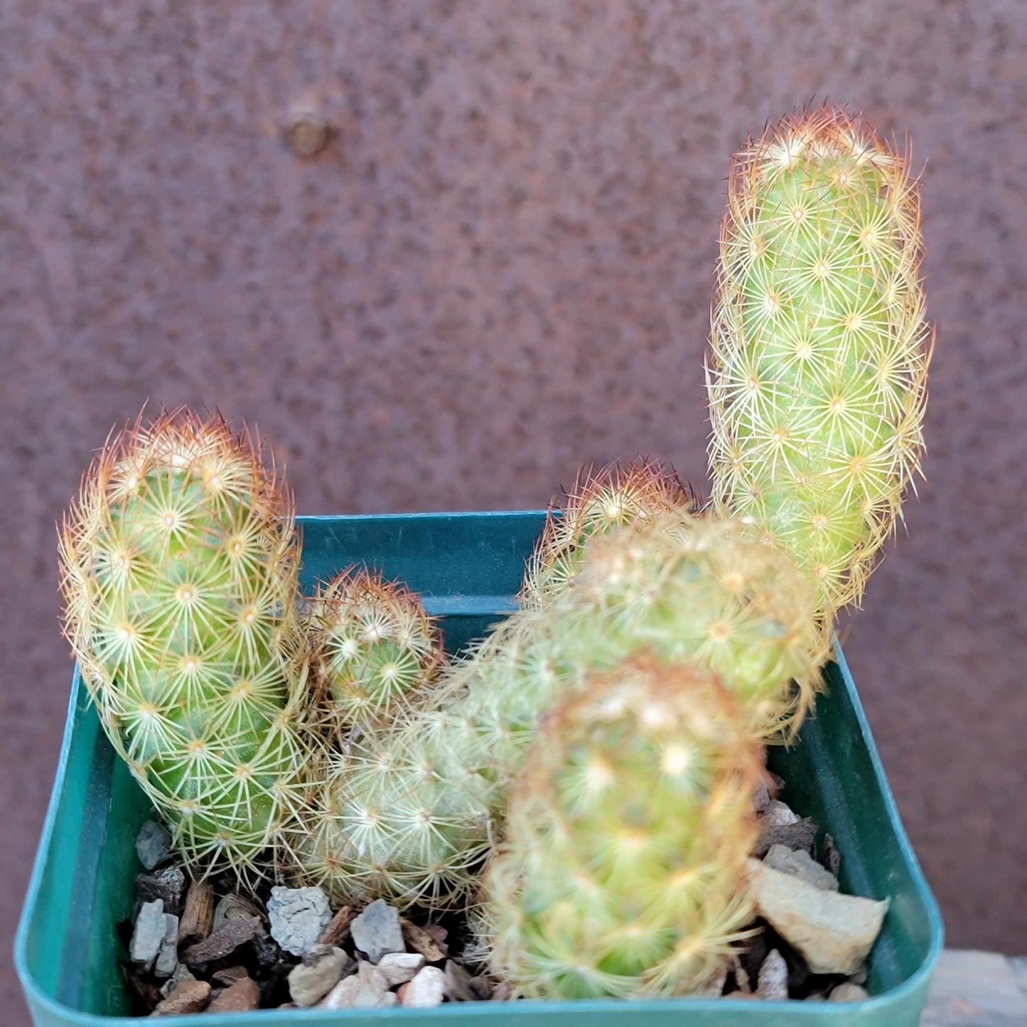 Cactus Bundle #1 - 4 Varieties