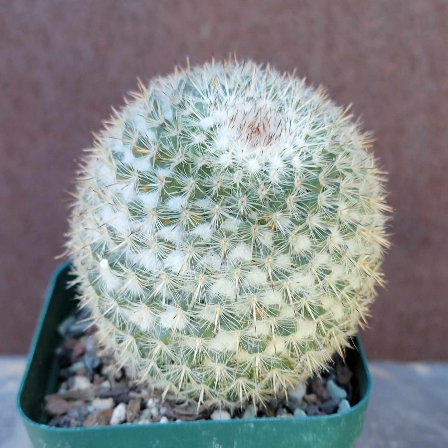 Cactus Bundle #2 - 4 Varieties