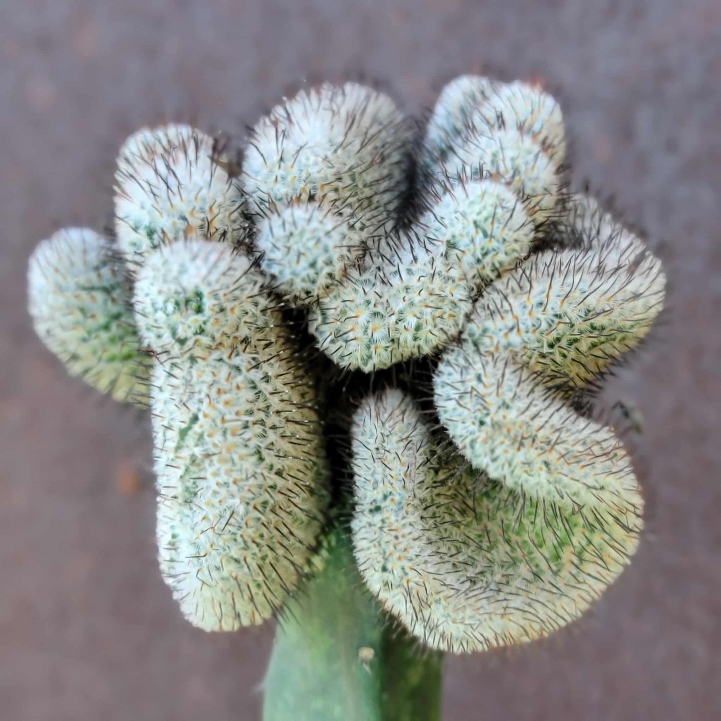 Mammillaria Perezdelarosae v. Andersoniana f. cristata
