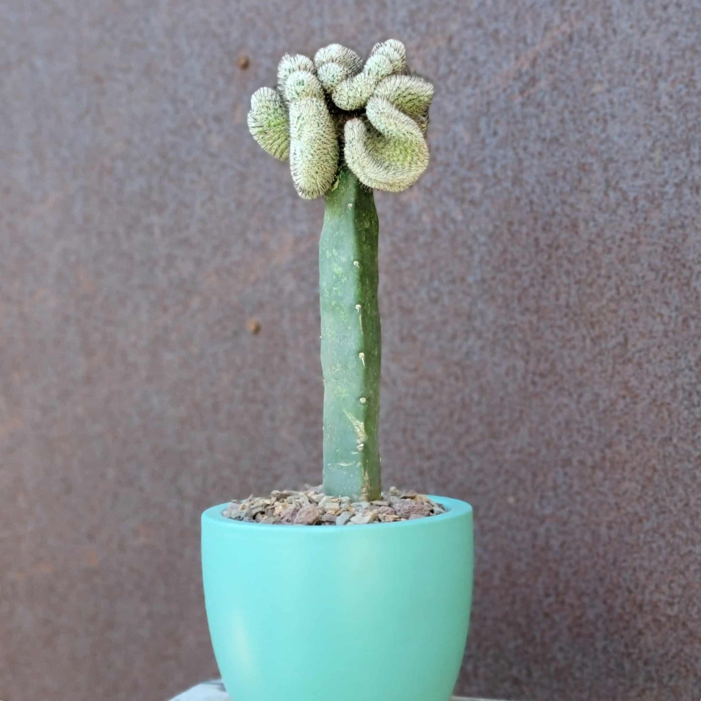 Mammillaria Perezdelarosae v. Andersoniana f. cristata