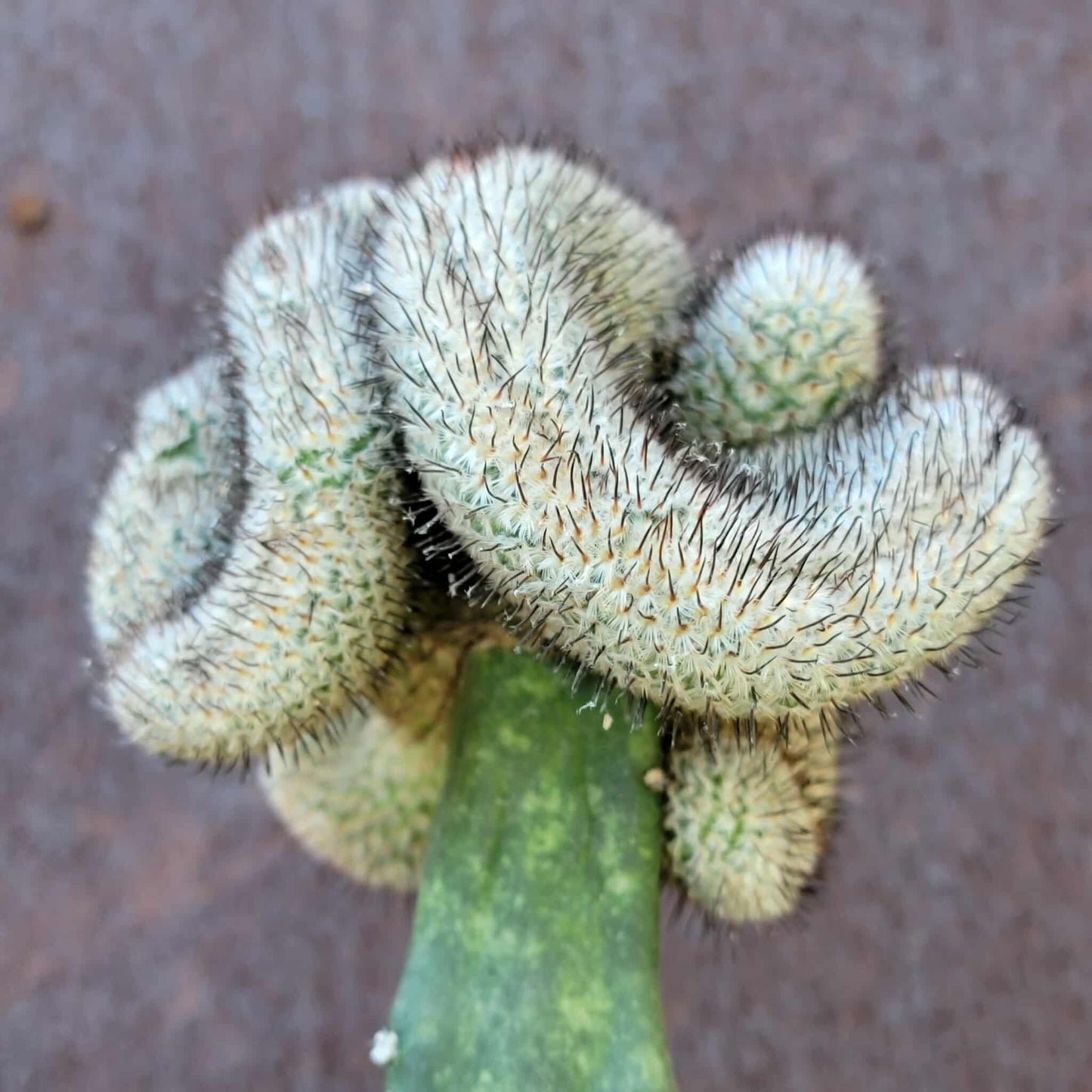 Mammillaria Perezdelarosae v. Andersoniana f. cristata