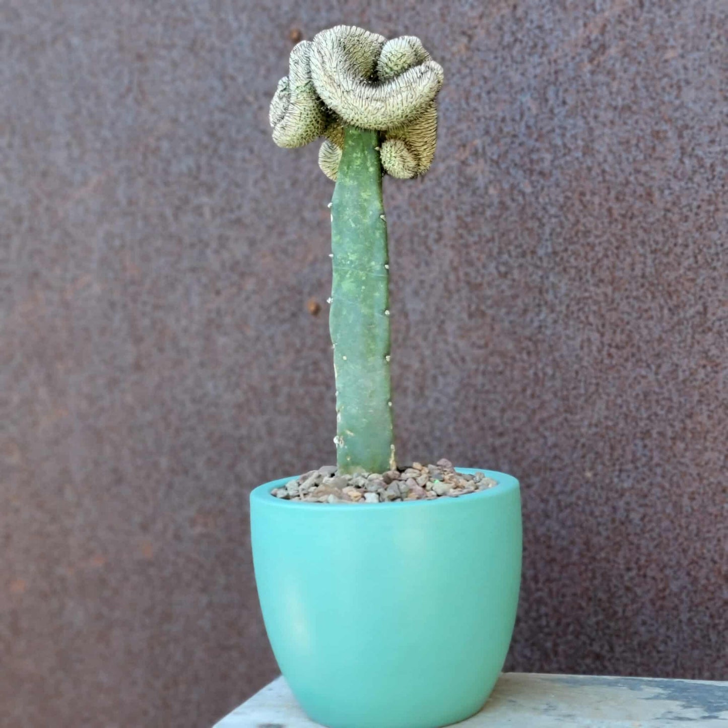 Mammillaria Perezdelarosae v. Andersoniana f. cristata