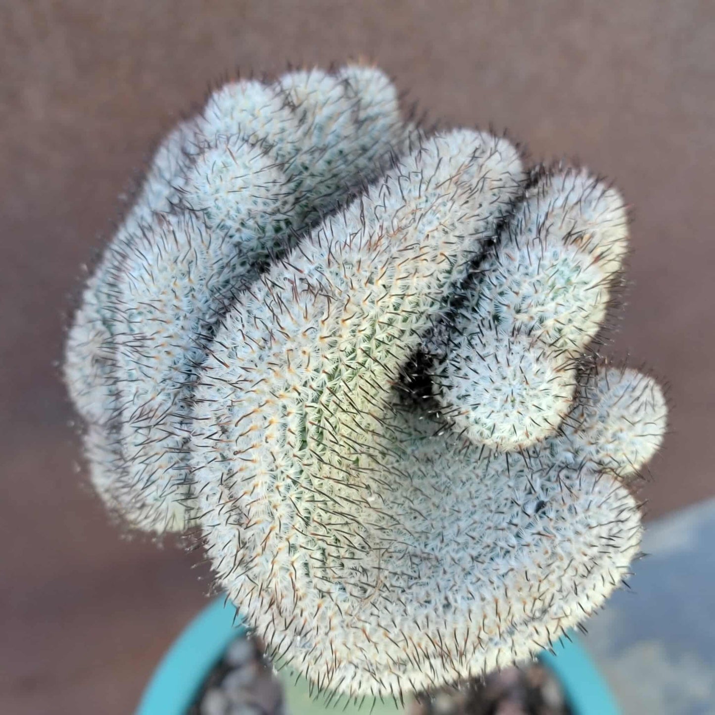 Mammillaria Perezdelarosae v. Andersoniana f. cristata