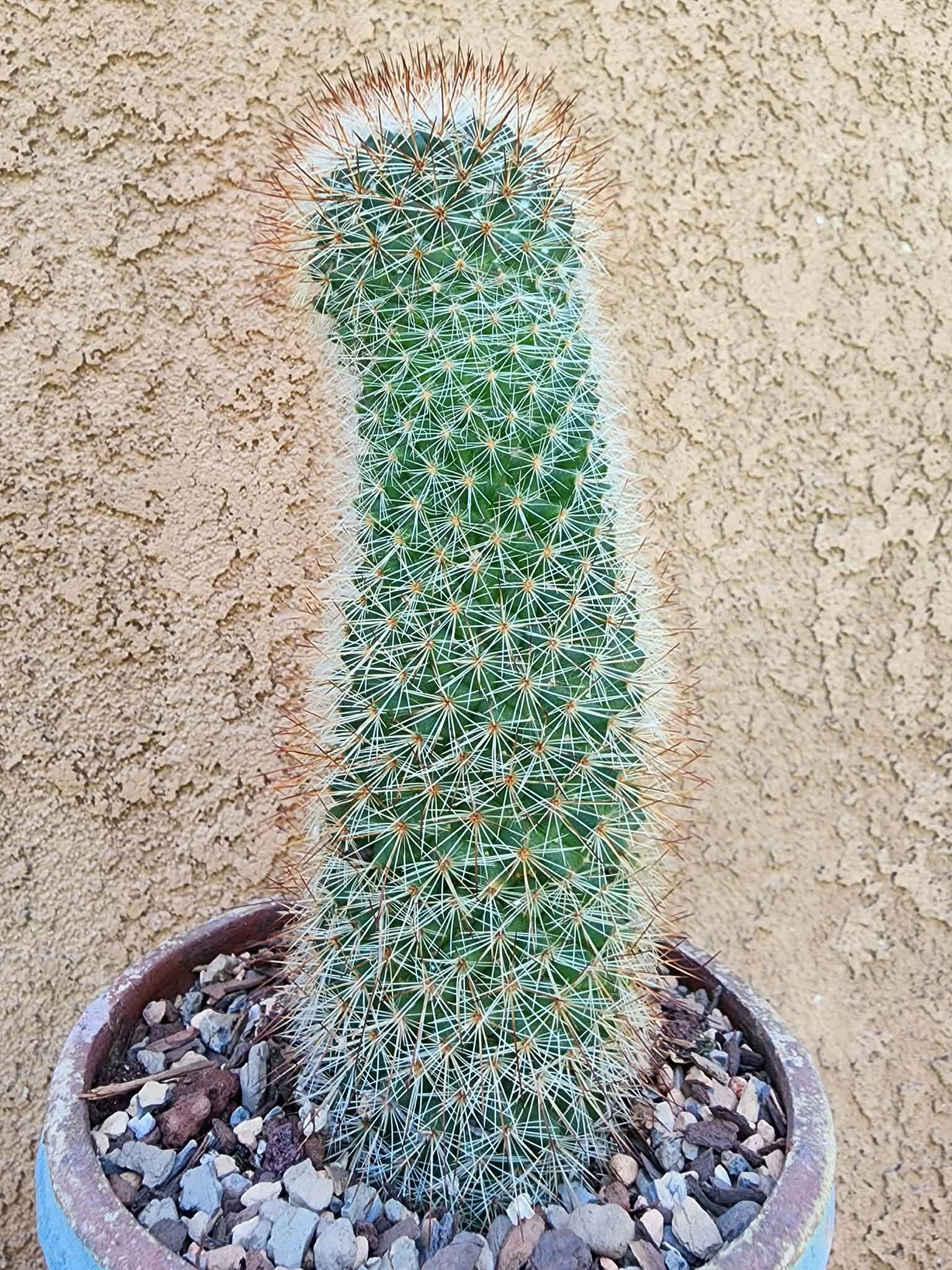 Mammillaria spinosissima - Red Headed Irishman