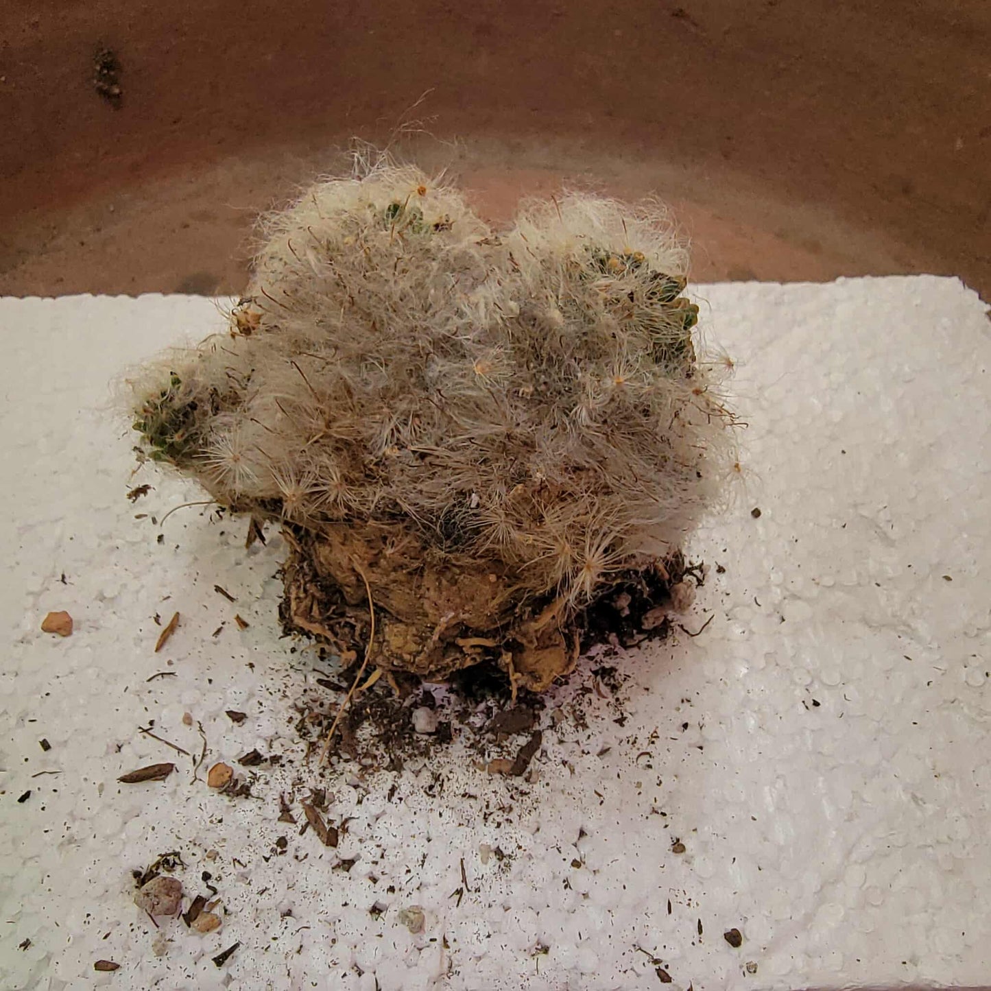 Mammillaria bocasana cv. multilanata f. cristata