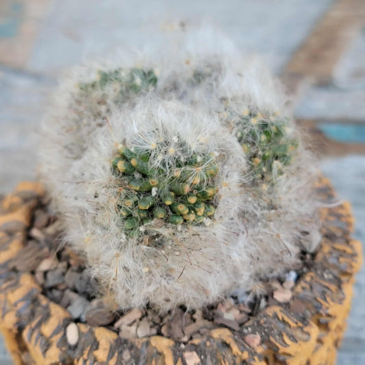 Mammillaria bocasana cv. multilanata f. cristata