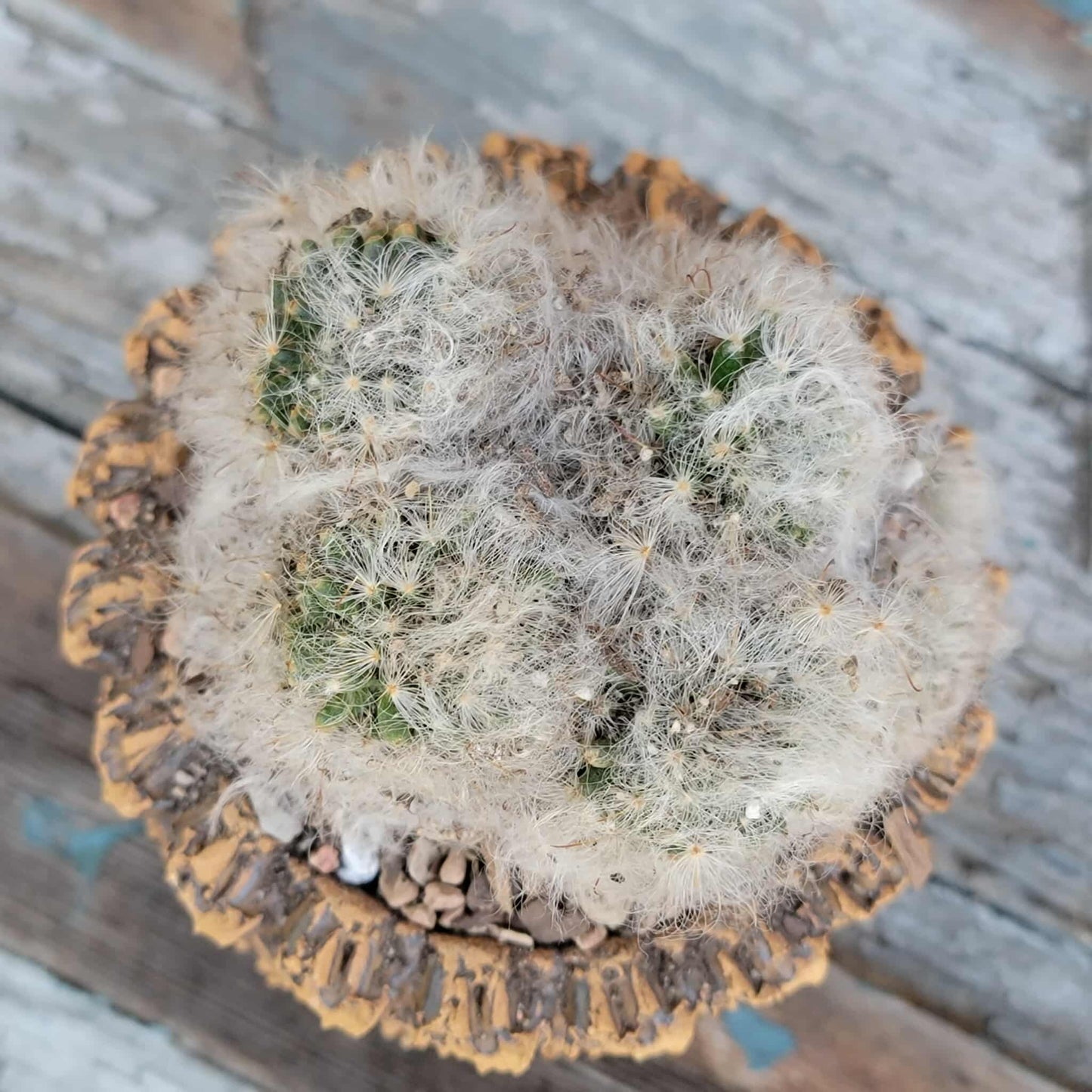 Mammillaria bocasana cv. multilanata f. cristata