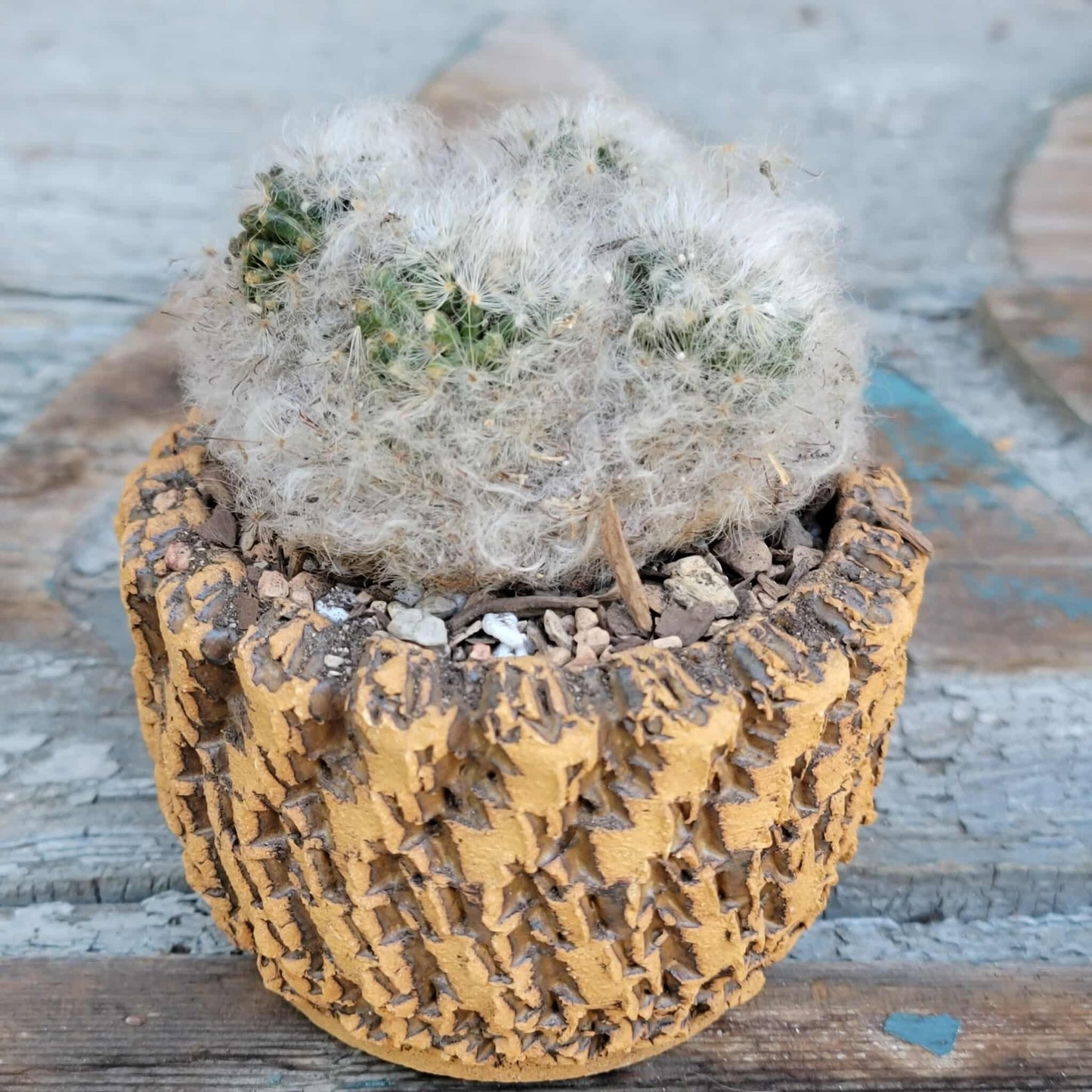 Mammillaria bocasana cv. multilanata f. cristata