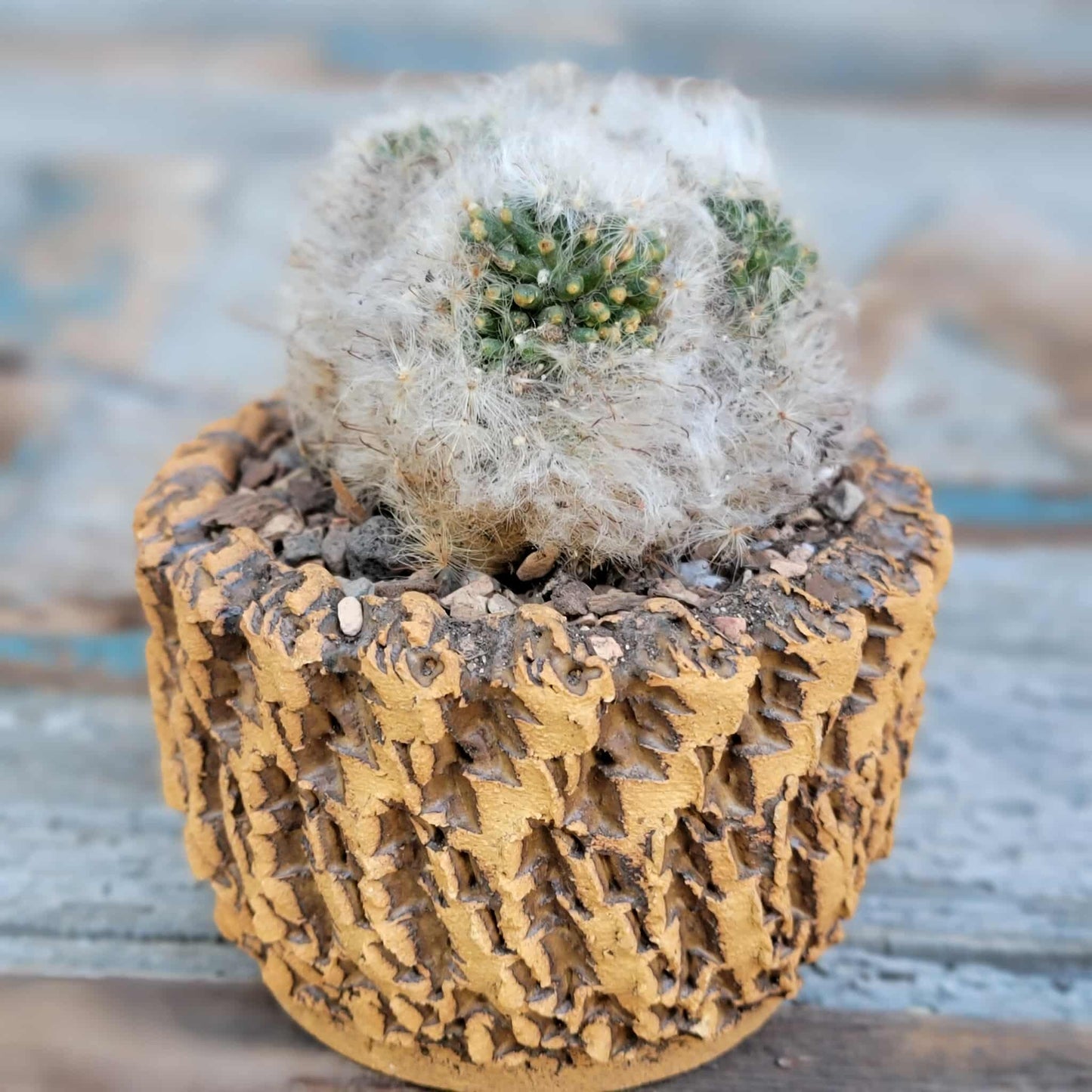 Mammillaria bocasana cv. multilanata f. cristata
